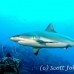shark_greyreef_kk_h_0705_png1556.jpg